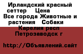 Ирландский красный сеттер. › Цена ­ 30 000 - Все города Животные и растения » Собаки   . Карелия респ.,Петрозаводск г.